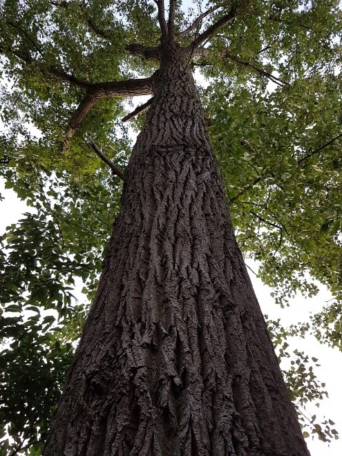 Koolsultancy wandelcoaching